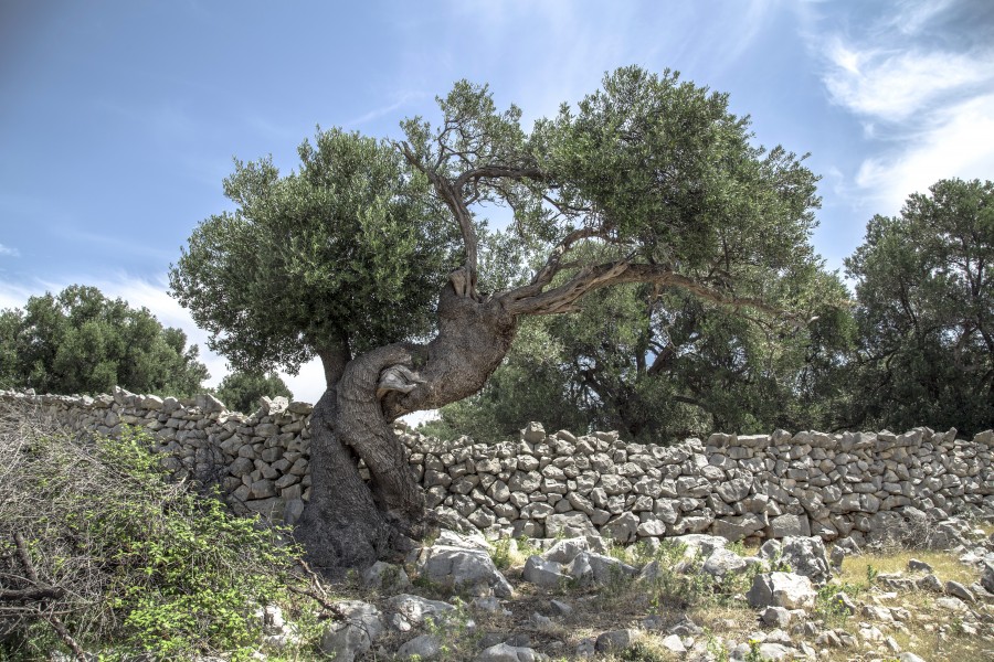 árvore, azeitona, oliveira, natureza, fruta, croácia, europa,