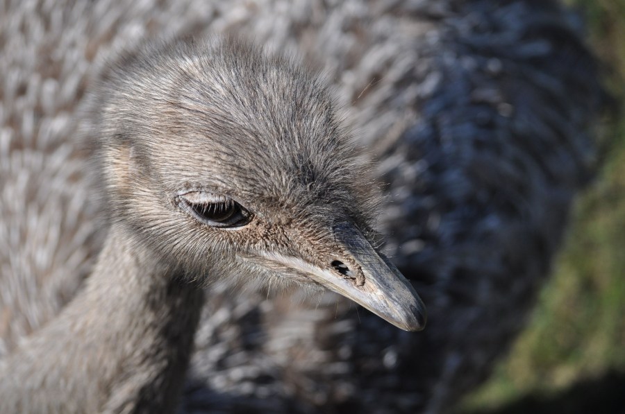 Avestruz, um pássaro animal, olho, penas, plumagem, bico, rápido, velocidade, África, Africano, Altura, Animais, Aparência, Pássaro, Avestruzes, Aviária, Cabeça, Conservação, Conserve, Pescoço, Struthio camelus