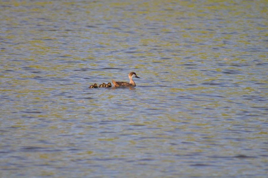 Pato, patinhos, natação, lago