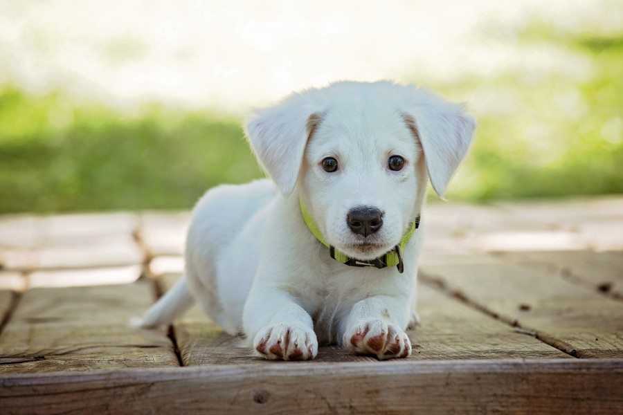 cachorro branco, cachorro, cachorro, animal de estimação, animais, bonitinho, branco, adorável, cachorro, olhando, fotos grátis, imagens grátis, cão