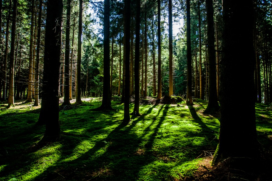 floresta, dia, natureza, exterior, ao ar livre, verde, musgo,