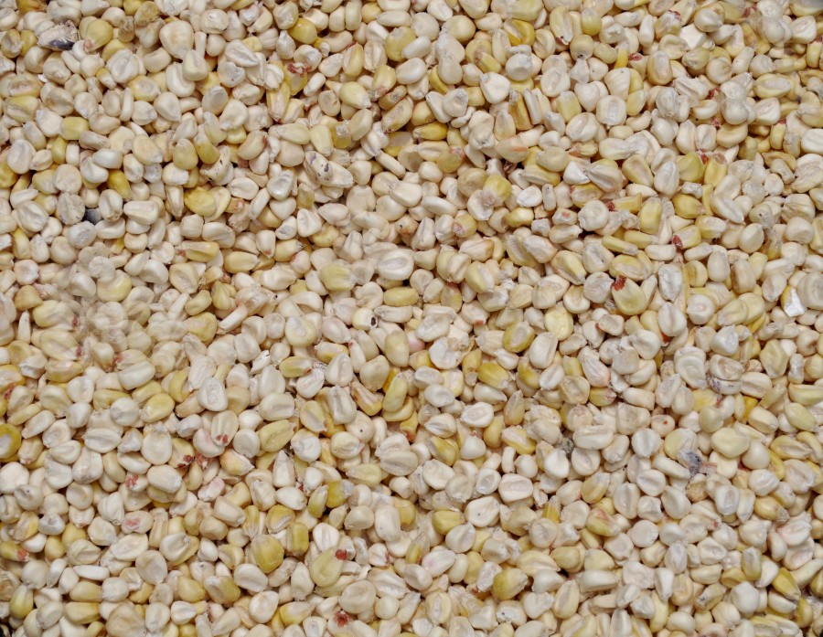 fundo, fundo, grão, grãos, alimento, alimento, milho, close-up,