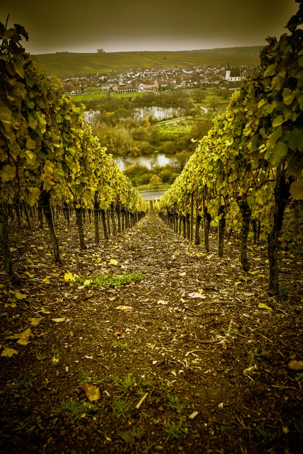 Anbau, Berg, Bocksbeutel, Garrafa, Fre, Gourmet, Principais, Kulinarik, Principal, Escadas, Nordheim, Rebbe, Rebstock, Tal, Turismo, Vogelsburg, Vinhos, Weinbaugebiet, Weinfest, Weinstube, Vinhos, Winzer, Waststurbe, Winzer, Wurtsturbe, Winzer, Wättstur franken, genuss, oberfranken, wandern, wirtshaus, alemanha, europa, paisagem, vinha,