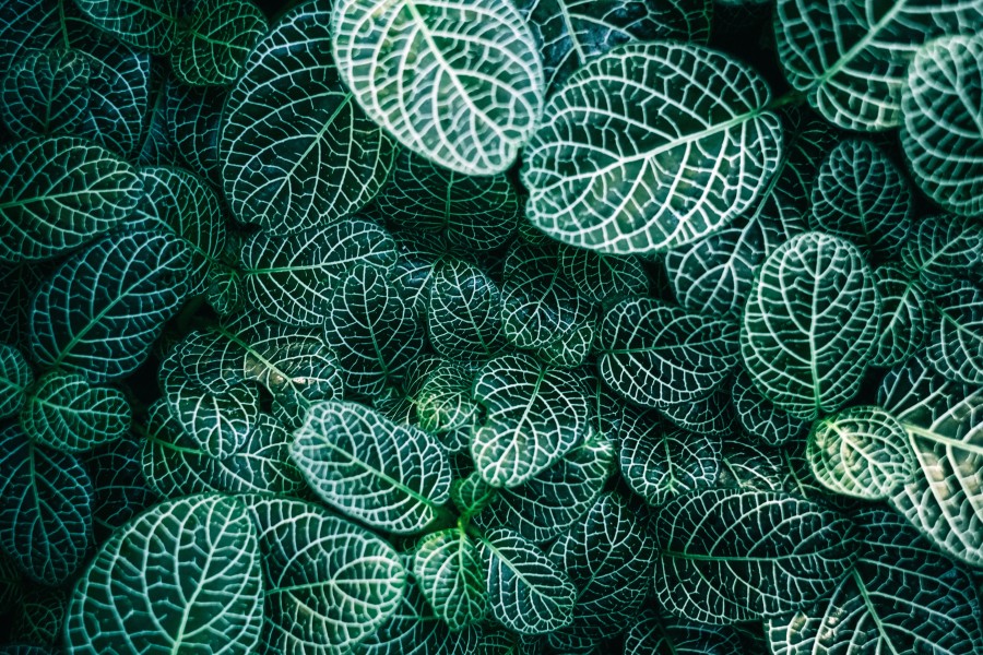 folhas, planta, fundo, fundo, close-up, natureza, verde,