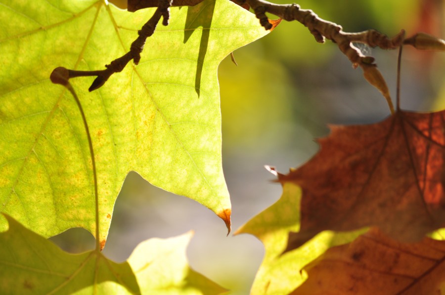 Outono, Folhas, Folha, Seca, Outonal, Plano de fundo, Planos de fundo, Natureza, Verde, Amarelo