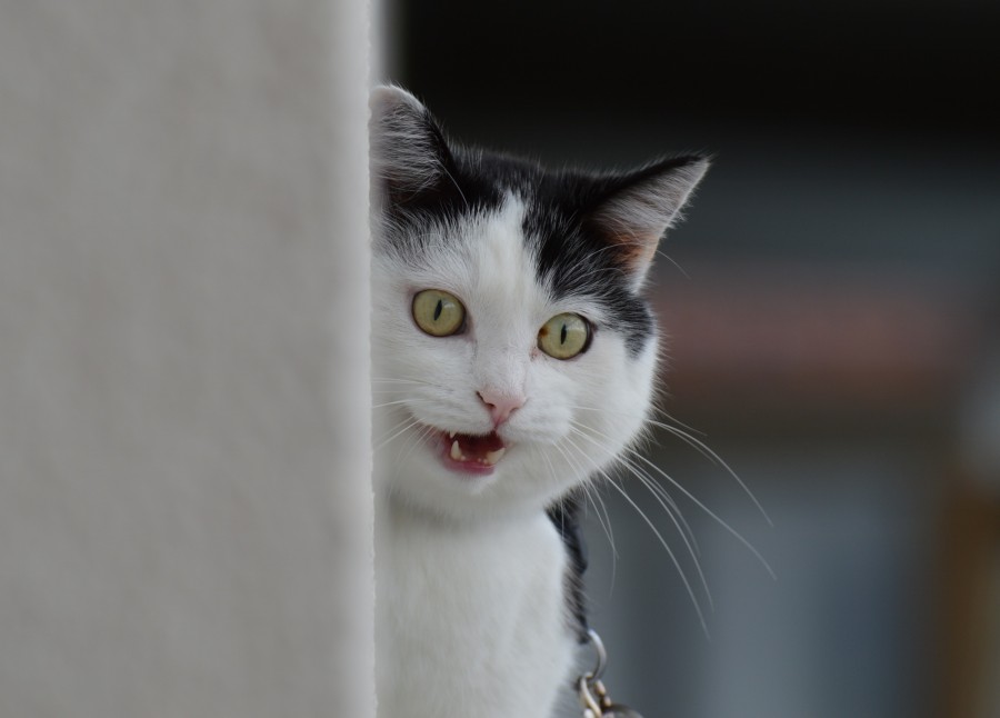 gato, animais, animais de estimação, engraçado, engraçado,