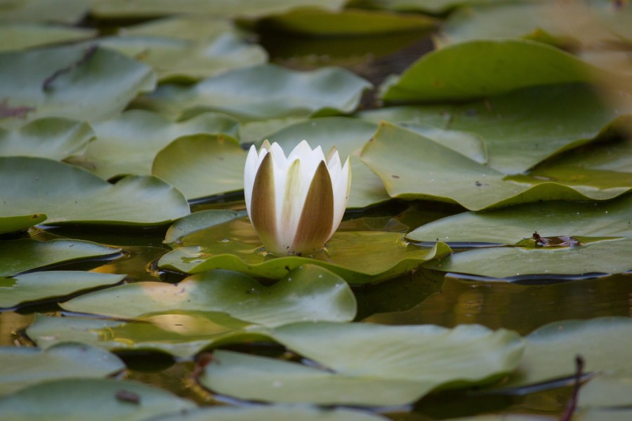 zen, relaxamento, flor de lótus, folha de lótus, água, lagoa, flor, relaxar, tranquilidade, relaxamento, meditação, budismo, sânscrito, Nelumbo nucifera, água barrenta