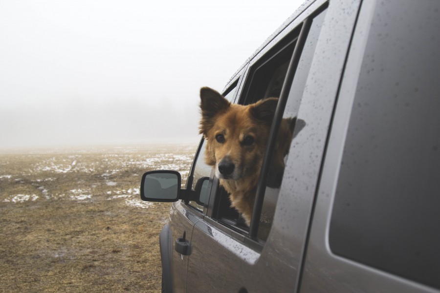 cachorro, animal de estimação, animais um, carro, carro, carro, janela, andar, andar, concurso, simpático,