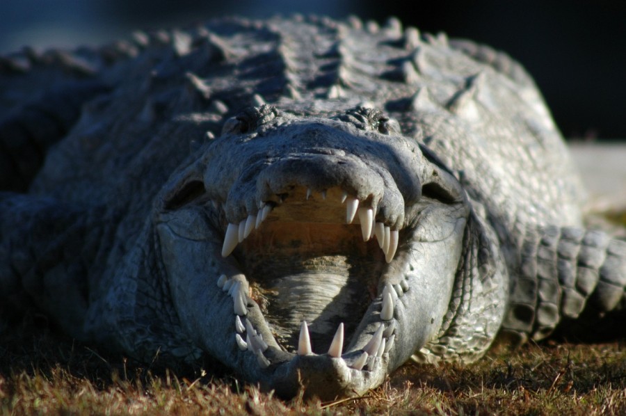 crocodilo crocodilo, réptil, perigo, dentes, selvagem, vida selvagem, boca aberta,