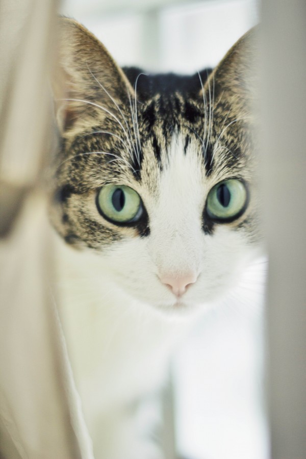 gato, animais de estimação, vista frontal, olhar, interior,
