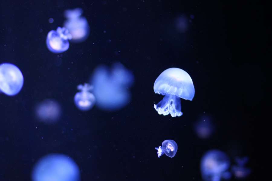 água-viva, vida marinha, fauna marinha, animais flutuam, fundo, fundo, iluminado,