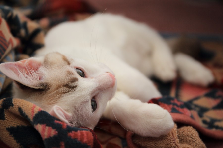 gato, branco, animais de estimação, deitado, deitado,