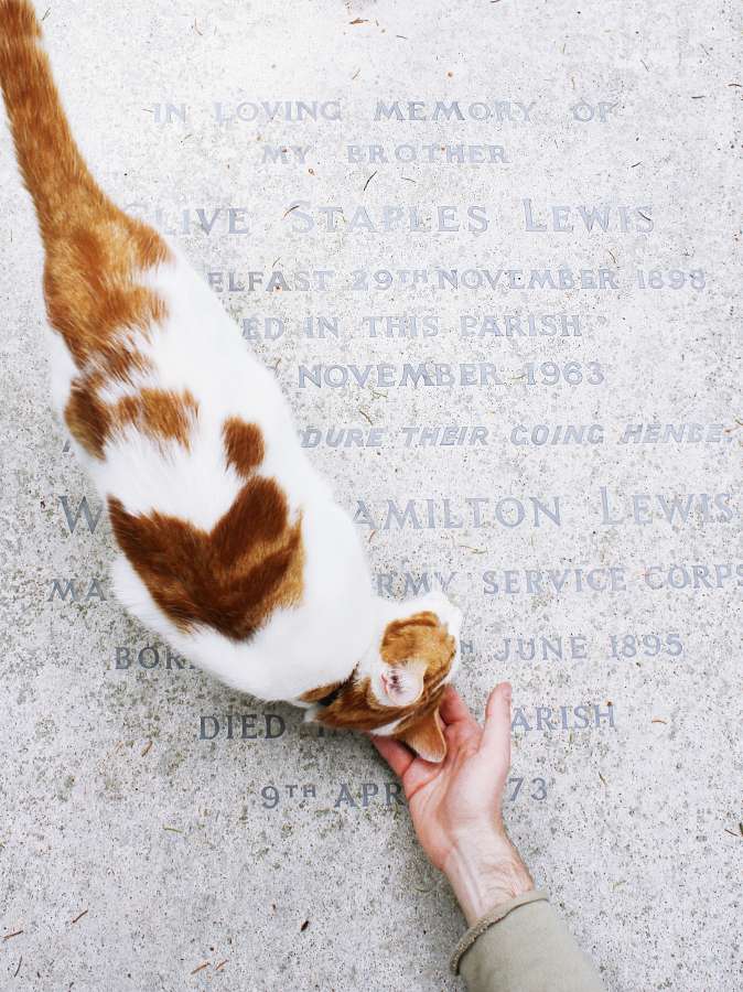 gato, carícia, mel, amor, animal de estimação, animais fofos,