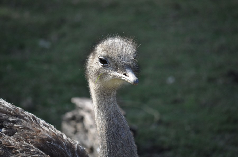 Avestruz, um pássaro animal, olho, penas, plumagem, bico, rápido, velocidade, África, Africano, Altura, Animais, Aparência, Pássaro, Avestruzes, Aviária, Cabeça, Conservação, Conserve, Pescoço, Struthio camelus