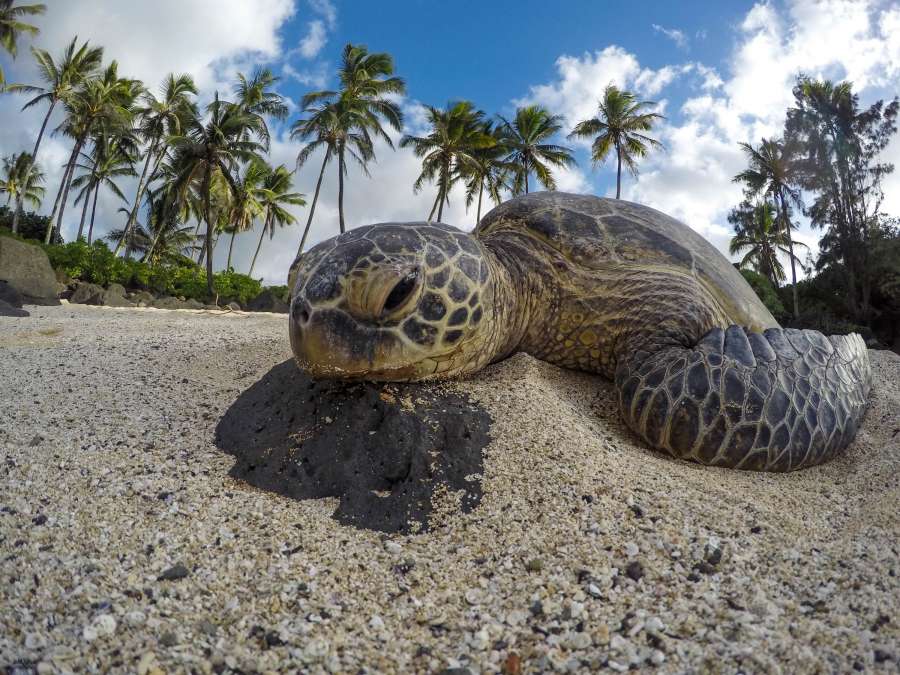 tartaruga, réptil, animais, rosto, close-up, olhar, sério, selvagem, natureza, ilha, tropicais, praia, areia,