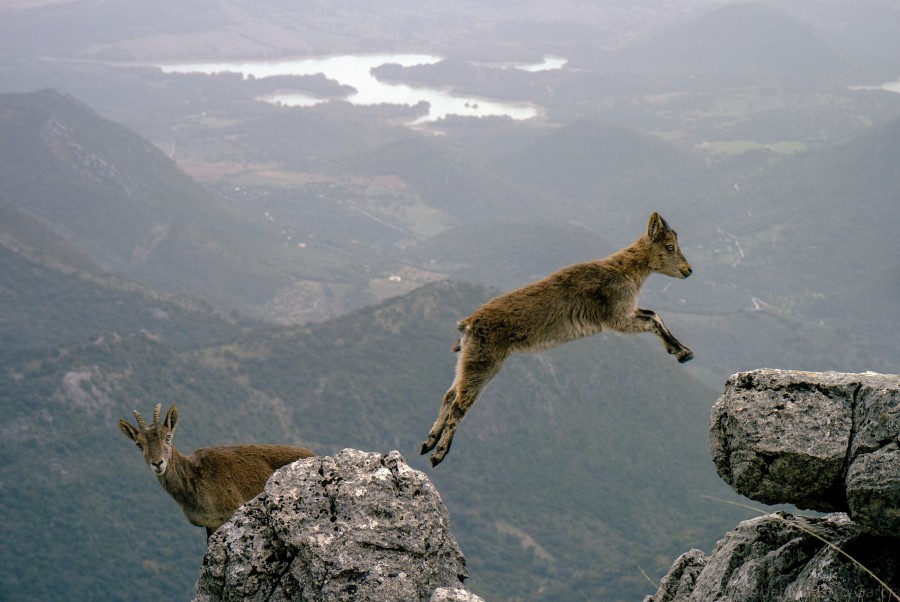 Cabra da montanha, cabra da montanha, dois animais, cabra, salto, salto, montanha, natureza, paisagem,