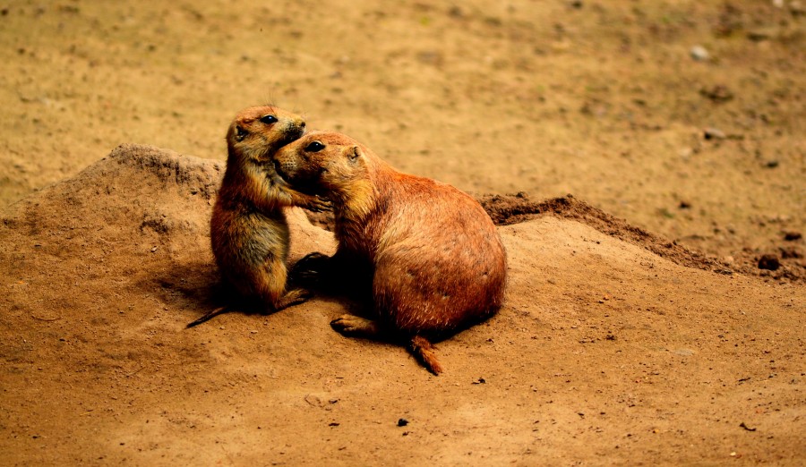 cães da pradaria, amigos, doce, animais, pais do mundo animal, querido, bonito, engraçado, amizade, bom, natureza, juntos, dois, afeição, marrom, amarelo, deserto, pradaria