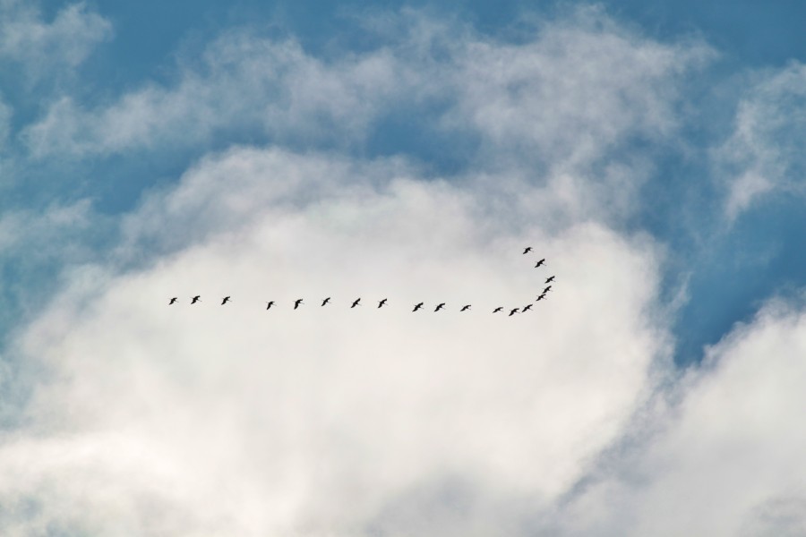 céu, nublado, dia, bando de pássaros, pássaros, voando, campo, rural, muitos, muitos, mau tempo, tempo, tempestade, migração,
