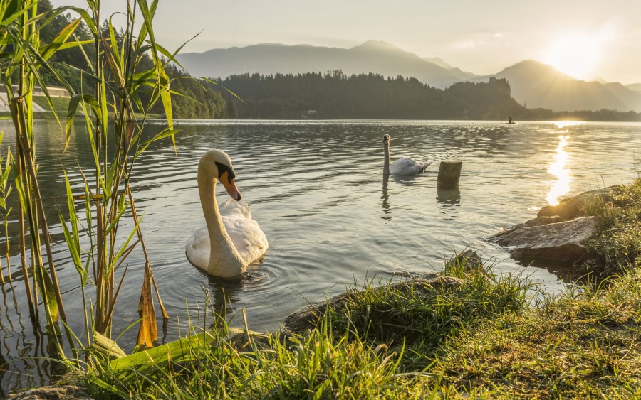 cisne, pássaro, paisagem dos animais, natureza, lago, manhã, costa, cisnes,