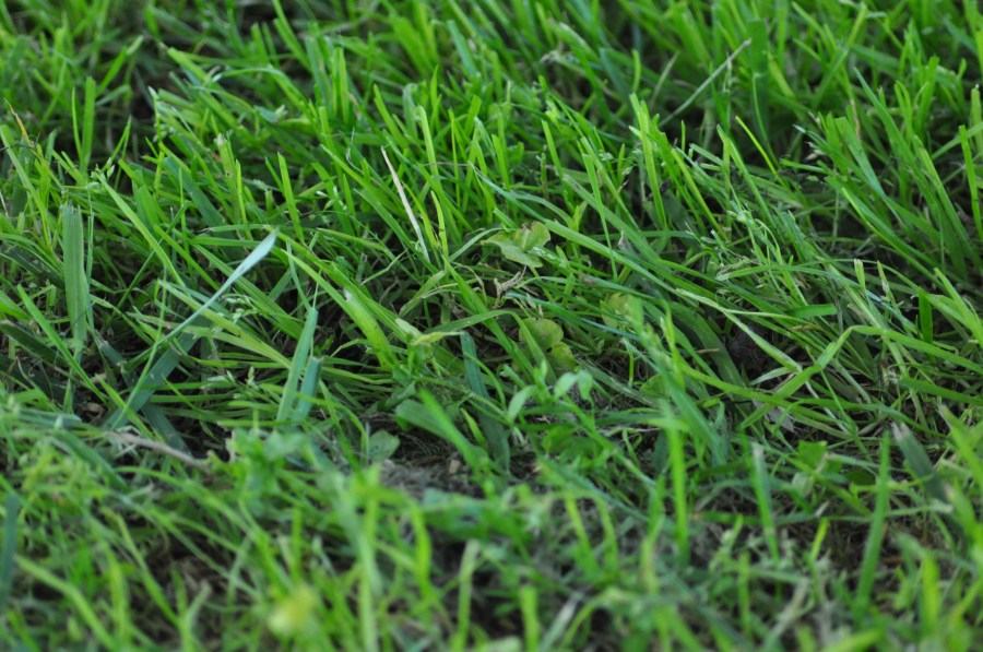 Grama, verde, textura, texturas