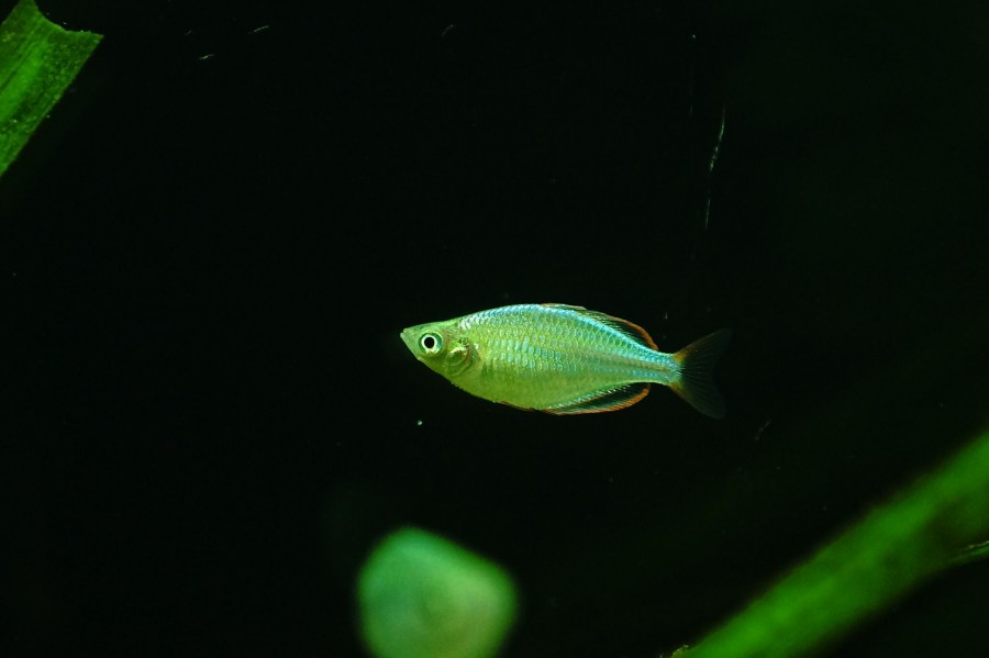 peixe, verde, pequeno, natureza, rio,
