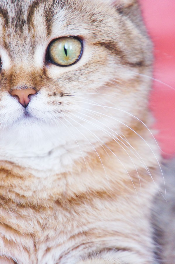 animais de gato, vista frontal, olhar, marrom, animal de estimação, felino,