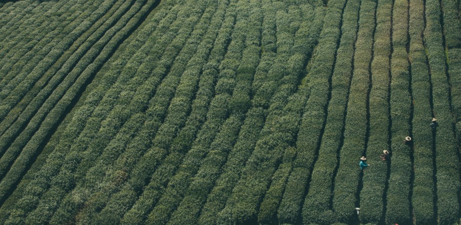 colheita, campo, plantação, verde, vista aérea, pessoas, grupo de pessoas, trabalho, de trabalho, rurais, cena rural, sulco, verde