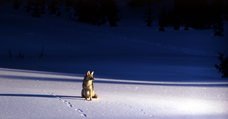 cachorro, lobo animais, solitário, um, noite, neve, inverno,