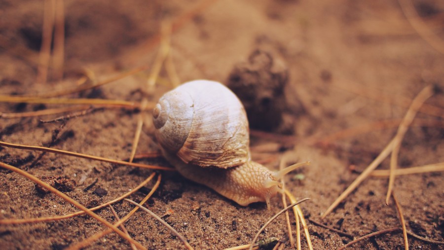 caracol, invertebrado, animais em primeiro plano, natureza,