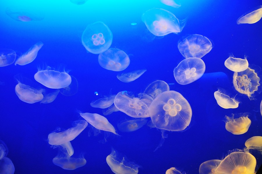 Invertebrado, guamalas, malaguas, aguavivas, aguacuajada, mar rasgos, Cnidaria, Medusa, Medusa, Marinha, Animais, Animais, fundo do mar, fundo, fundo, marinho,