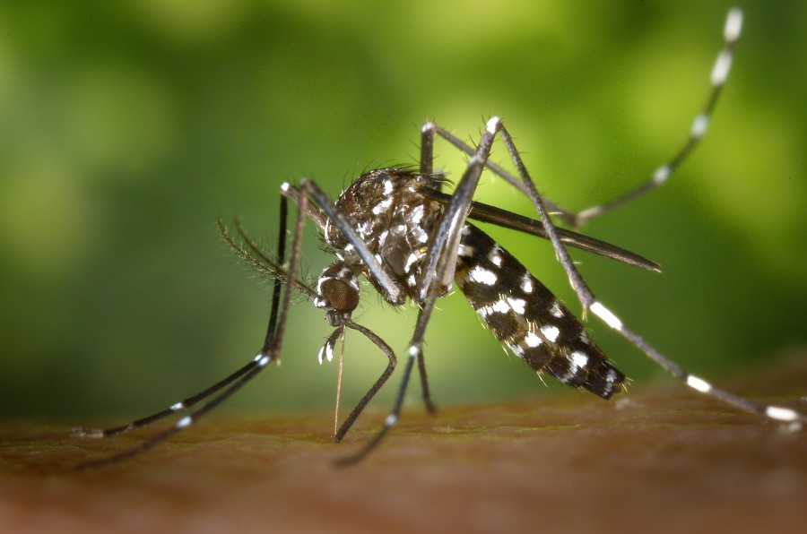 mosquito, mordida, sangue, coceira, dengue, transmissão, doença, inseto, detalhe, close-up, pequeno, um,