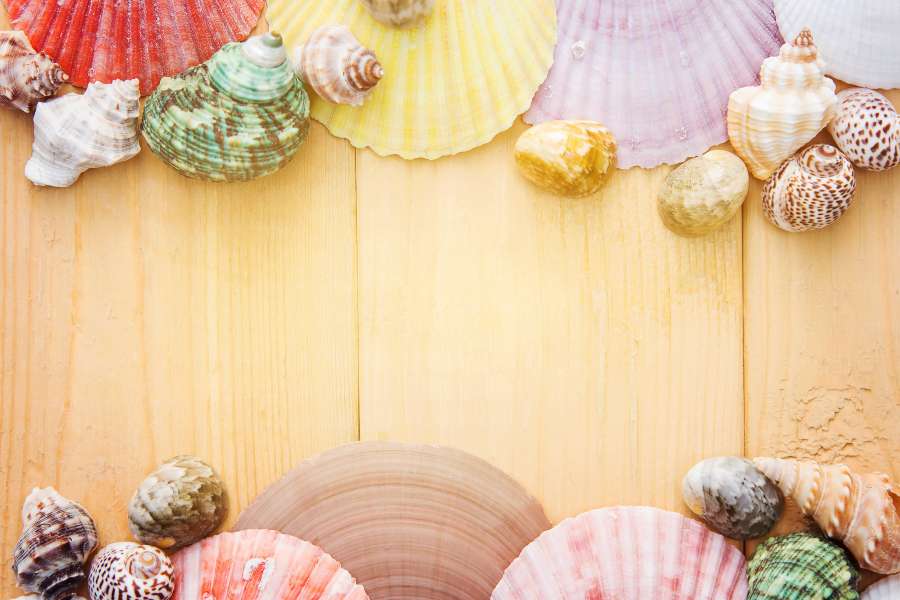 arte, fundo, conselho, molusco, limpo, concha, coleção, colorido, conceito, concha, cobertura, criador, decoração, projeto, luz, ornamento, conchas, frutos do mar, conchas, verão, textura, férias, fundo papel de parede, madeira, hd wallpapers