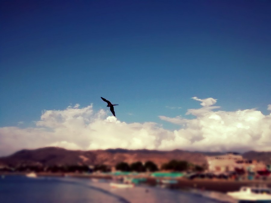 Puerto lopez, equador, paisagem, pássaro, gaivota, pelicano, costa, pacífico, américa latina, latin,