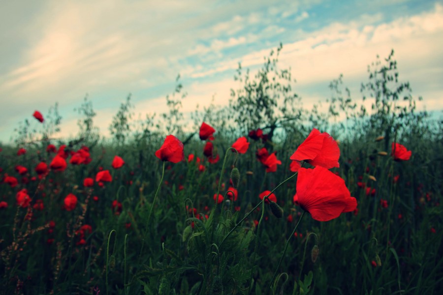 Natureza, flor, flores, vermelho, campo, paisagem, dia, fora, céu, fundo, fundo,