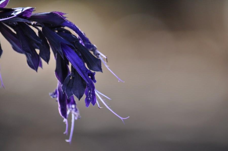 Folhas, fundo, fundos, natureza, violeta