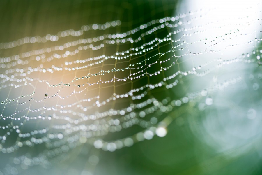 Teia de aranha, tecido, gotas, água, manhã, orvalho, chuva, natureza, fundo, textura, fundo, ninguém,