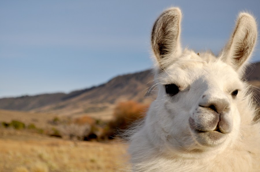 animais lhama, latina, américa, latina, patagônia, um, branco, dia, fora, pele, cabelo, típico, gado, lã, paisagem, argentina, américa do sul,