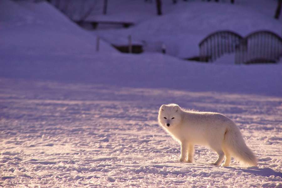 vida selvagem, ártico, branco, neve, natureza, inverno, frio, pele, raposa, selvagem, animal, mamífero, raposa ártica, fofo, predador, bela, tundra, polar, carnívoro, fauna, retrato, norte, canadá, noruega, exterior , vulpes lagopus, fofo, gelo, paisagem, lagopus, closeup, islândia, escandinávia, animais, raposa polar, rosto, plano de fundo, caça, olhos, vulpes, nariz, zoológico, paisagem branca, viagem, paisagem de inverno, pata, caçador, camuflagem , caminhando, finlândia