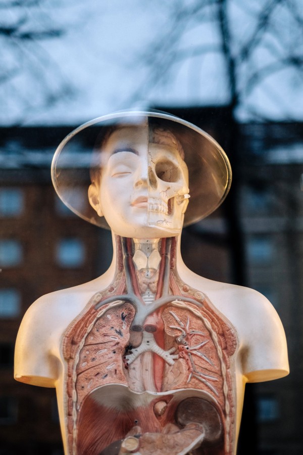 Manequim, moda, corpo humano, interior, educação, medicina, vitral, esqueleto, órgãos, ciência,