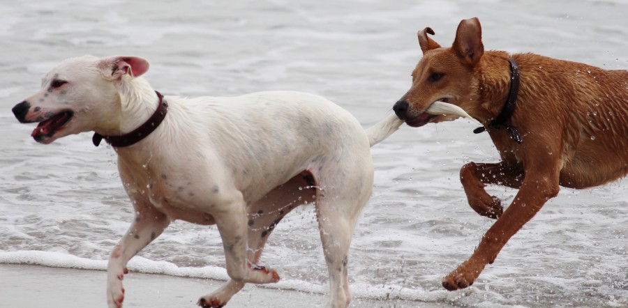 cauda, caudas, água, praia, executando, jogando, branco, marrom, animal de estimação, cachorro, cão, animais, cute, retrato, recorte, alegre, olhando para câmera, estúdio tiro, fundo colorido, amarelo, boca aberta, Cor, Despreocupado, Boca de animaisUma fotografia de animais, parte de corpo animais de peles, juba, cabelos, adorável, concurso, doce, brincalhão, amigável, amigo, fiel amigo, fidelidade, ternura, animal de companhia, animal doméstico, família, animais de estimação, animais, raças, puro sangue, mestiços, alegre, amigável, bom, fofinho, amando, canino, pode, cão de caça, cão, filhotes, filhotes, imagens, imagens grátis, fotografia, grátis