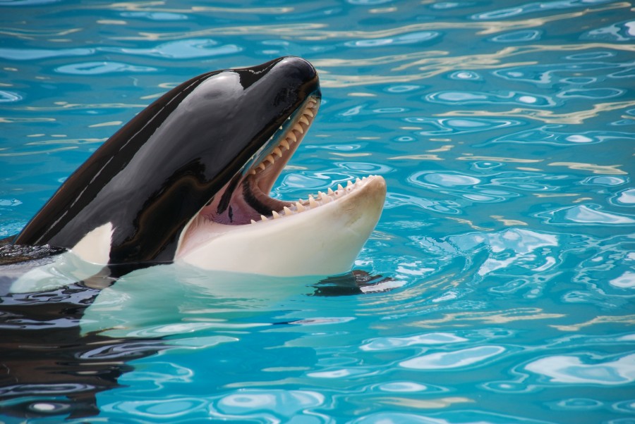 Baleia assassina, animais de aquário, marinhos, boca aberta,