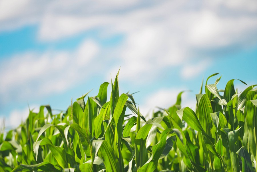 Estação, Céu, Verão, Barly, azul, brilhante, nuvens, colorido, colheita, fazenda, agricultura, campo, apresentada, Grécia, crescimento, colheita, ao ar livre, plantas, sol, trigo, cevada