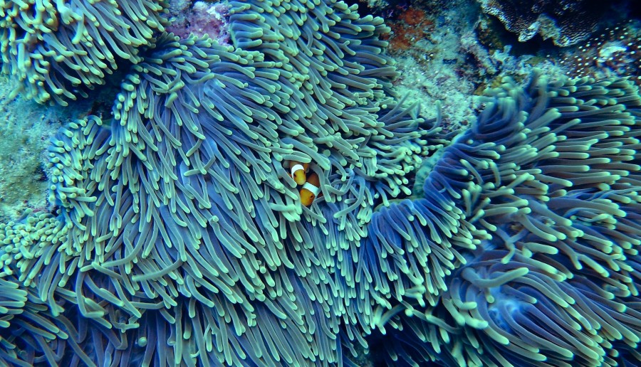 coral, marinho, planta, flora, marinho, fundo, oceano, ecossistema, turquesa, bonito, peixe, peixe, colorido, tropical,