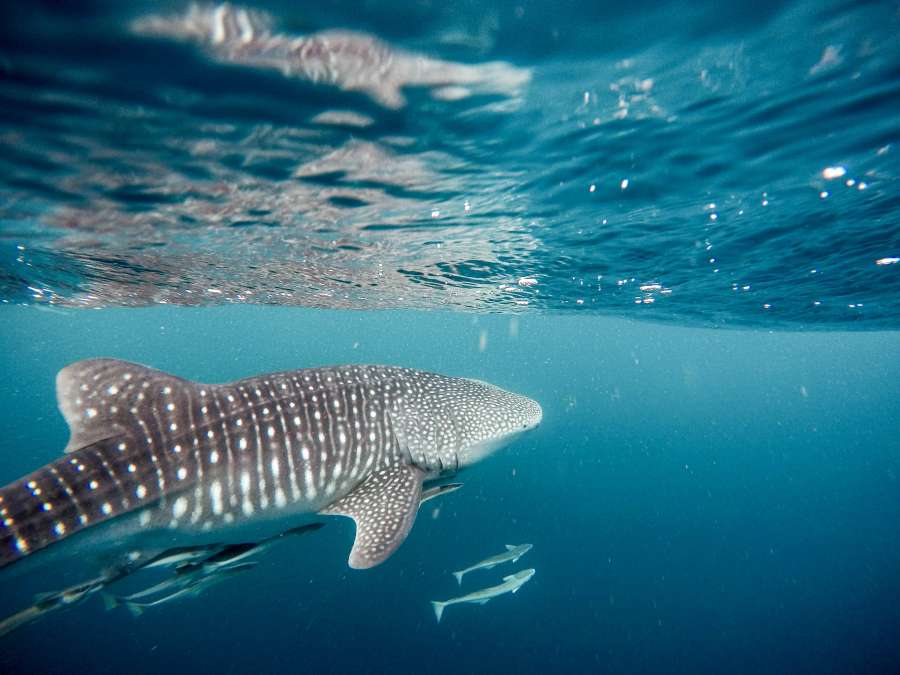tubarão baleia, mar, caribe, tubarão, exótico, vida marinha, fauna, oceano, animais predadores,