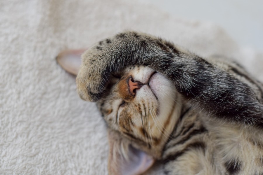 gatinho, bebê gato, animais jovens, agressivo, caça, gato, pele, adorável, animais, carnívoros, fofo, cabelo, bebê, mamífero, pata, animais de estimação, brincalhão, retrato, puro sangue, pequeno, curioso, querido, fotos grátis, imagens grátis, gato doméstico, retrato de cabeça animal, gato enrugado, bonito, gatinho, animais, fotografia, olhando para câmera, animal doméstico, animal jovem, cor, dia, dentro de casa, animal de estimação, ninguém, olho de Animais, Partes do corpo animal Temas animais, animal adorável, animal de estimação, peludo, juba, cores, cabelos, listras, felino, gatinho, micifuz, michino, madrileño, felido, gatuno