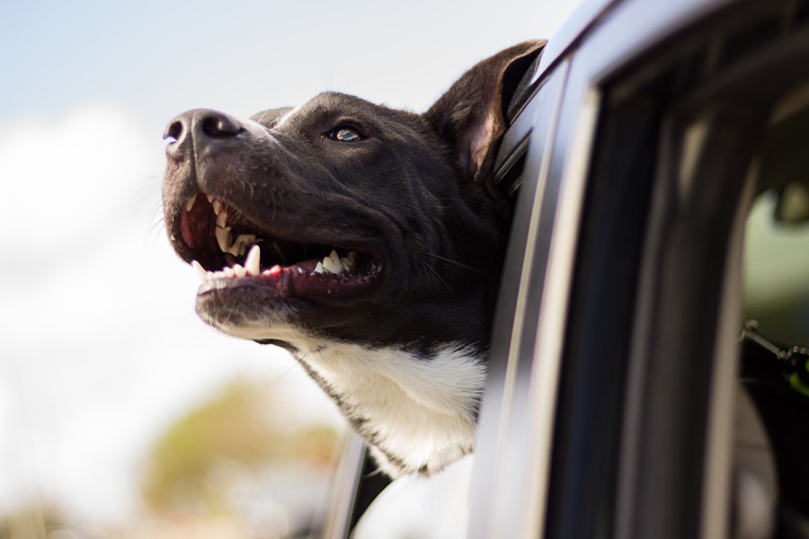 cão, animal de estimação, vento, janela, auto, carro, viagens, viagens, transporte, alegria, hd wallpapers, wallpapers 4k