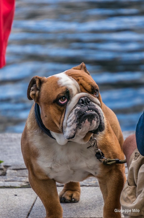 Buldogue, Cão, Animal de Estimação, Um Animal, Cães