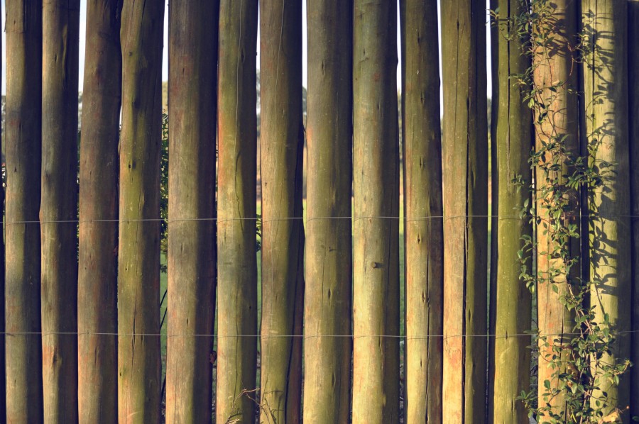 Fundo, textura, bambu, troncos