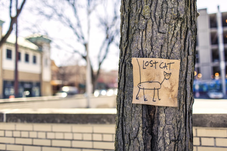 funny, funny, poster, cat, perdida, urban, city, pesquisar, piada, piada,