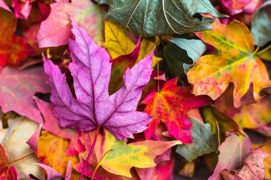 Outono, Roxo, Outono, Vermelho, Laranja, Cor, Maple, Folha, Natureza, Temporada, Changing leaf, 4k wallpapers